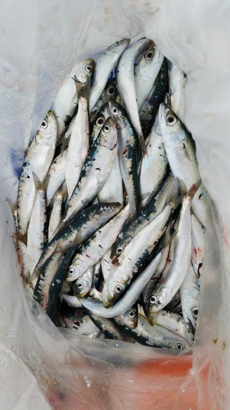 イワシ爆釣！！